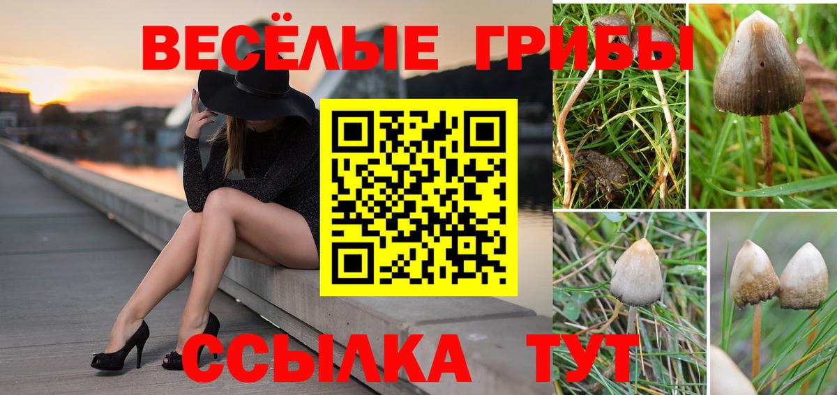 Галлюциногенные грибы Cubensis Балаково